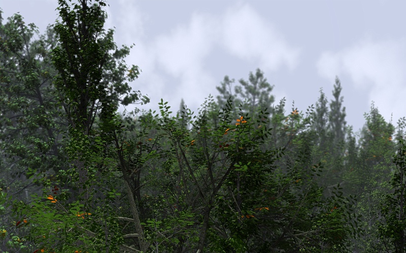 DOF_Forest_Near.jpg - One of my test scene for postprocessed effects (Depth of Field here). // Cirad - AMAP // 2006
