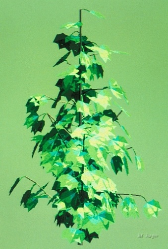 CottonTree.jpg - Cotton Tree. // Cirad - AMAP // 1986