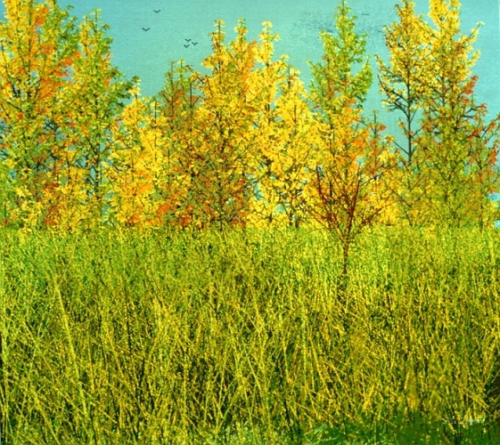 First_AutumnScene_03.jpg - Wild Poplar Scene. View 2. // Cirad - AMAP // 1987