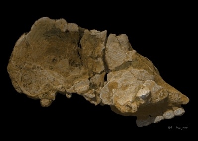 TM1517_01.jpg - 3D volume rendering of "Broken Hill" Humanoid  Fossil Scan. View 1. CT Scan courtesy of Univ. Bordeaux I. J. Braga. // CASIA LIAMA - Cirad AMAP // 2002