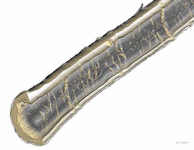 Billon3.jpg - 3D Norway Spruce Log internal structure reconstruction from CT scan images. EU FAIR Stud Project. CT Scan courtesy of Lulea Univesity, Sweden. // INRA Champenoux - Cirad AMAP // 1994