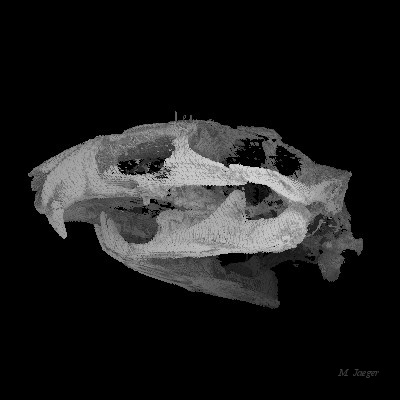 kryphor.jpg - 3D structure reconstruction of fossil animal. Giff images downloaded from WEB. // Cirad AMAP // 1993