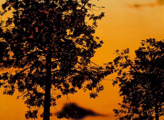 ChestNut_Sunset.jpg - Chesnut Trees at Sunset. OpenGl generated. Screen Photograph. // Cirad - AMAP // 1988