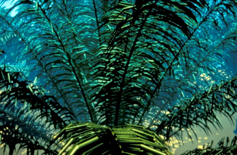 Palmeraie_Brume_01.jpg - The Palm Tree plantation -1. Specific developments were hold on palm geometry. Extract from Animation (scene and animation by P. Dinouard). Screen Photograph. // Cirad - AMAP // 1990