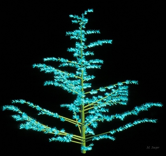 Cedar_Young.jpg - Blue Cedar Tree. // Cirad - AMAP // 1986