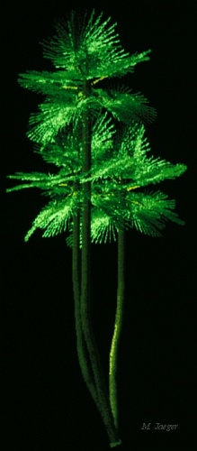Doum.jpg - Palm Tree. // Cirad - AMAP // 1986