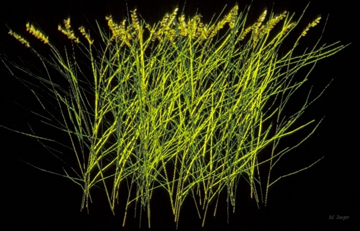 Grass01.jpg - Herbs, Wheat. // Cirad - AMAP // 1986