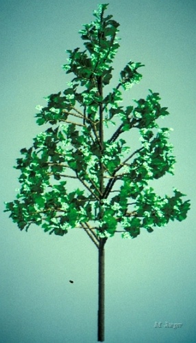 Magnolia_Siggraph.jpg - Young Magnolia Tree. // Cirad - AMAP // 1986