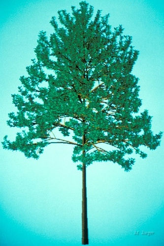 Pine_Tall_Siggraph.jpg - Mature Pine. // Cirad - AMAP // 1986