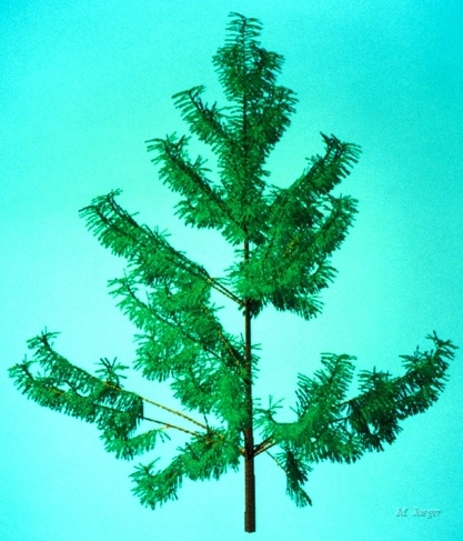 Pine_Tiny.jpg - Young Pine. // Cirad - AMAP // 1986