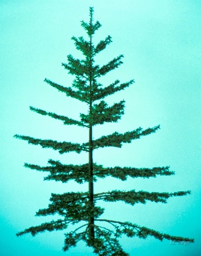 Spruce_Siggraph.jpg - Abies. // Cirad - AMAP // 1986