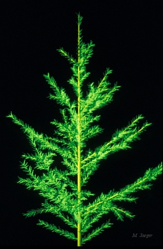 Spruce_Small.jpg - Young Norway Spruce. // Cirad - AMAP // 1986