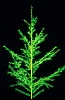 Spruce_Small
