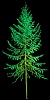Spruce_Tall