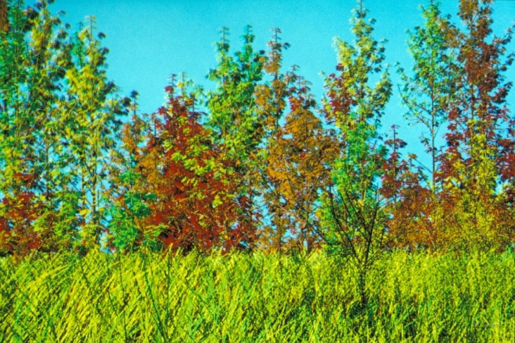 First_AutomnScene_1986.jpg - Wild Poplar Scene. View 1. // Cirad - AMAP // 1987. This image was chosen for front book cover "Artificial Life and Virtual Reality" by N. & D. Thalmann, John Wiley & Sons, 1994.