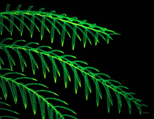 Palms_CloseView_Lines.jpg - Oil Palm Tree Crown. Wire frame 3D model on 256 Tektronix work station. (Work Station courtesy of  CNRS Kronenbourg Center Strasbourg). Photograph from Screen. // CNRS - Cirad AMAP // 1985