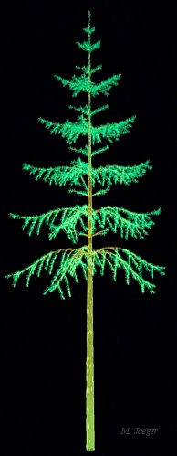 Picea_Tall.jpg - Mature Norway Spruce. Wire frame 3D model on 256 Tektronix work station. (Work Station courtesy of  CNRS Kronenbourg Center Strasbourg). Photograph from Screen. // CNRS - Cirad AMAP // 1985
