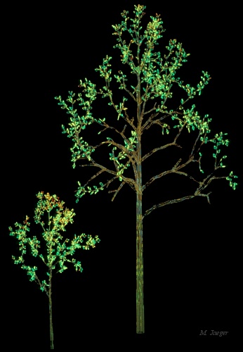 Poplars_Lines.jpg - Two growth steps of a Poplar Tree. Wire frame 3D model on 256 Tektronix work station. (Work Station courtesy of  CNRS Kronenbourg Center Strasbourg). Photograph from Screen. // CNRS - Cirad AMAP // 1985