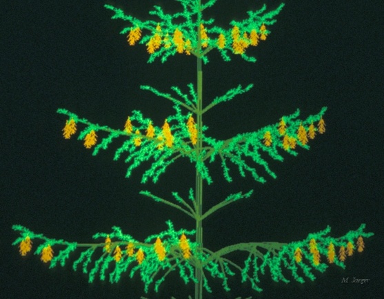 Spruce_Zoomed.jpg - Norway Spruce. Details. Wire frame 3D model on 256 Tektronix work station. (Work Station courtesy of  CNRS Kronenbourg Center Strasbourg). Photograph from Screen. // CNRS - Cirad AMAP // 1985