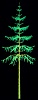 Picea_Tall
