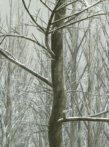 Scene_2_SnowFog_ExtractX.jpg - Close up on a winter forest Scene. Shadow and Snow postadded. // CASIA LIAMA - Cirad AMAP // 2006