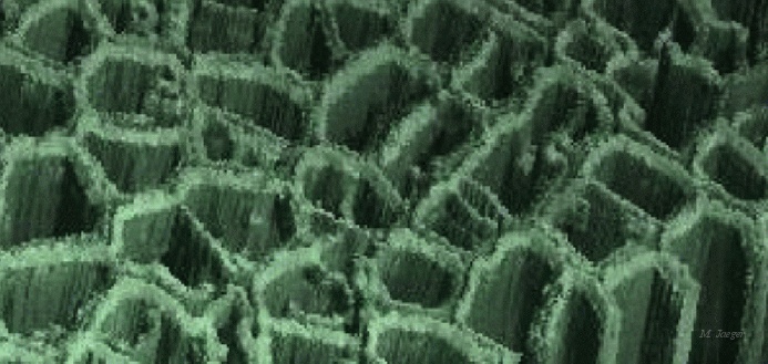 ApBio06.gif - 3D reconstruction of Cells (Zoomed), from conformal microscope. Data courtesy INRA. Y. Traas. // INRA - CIRAD-Amap // 1998.