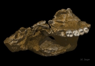 TM1517_03.jpg - 3D volume rendering of "Broken Hill" Humanoid  Fossil Scan. View 2. CT Scan courtesy of Univ. Bordeaux I. J. Braga. // CASIA LIAMA - Cirad AMAP // 2002