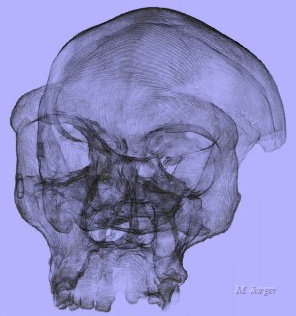 broken_7.gif - 3D gradient volume rendering of "Broken Hill" Humanoid  Fossil Scan. CT Scan courtesy of Univ. Bordeaux I. J. Braga. // CASIA LIAMA - Cirad AMAP // 2002