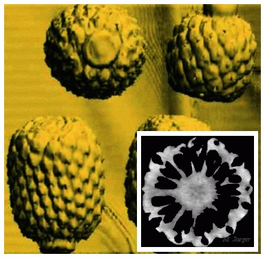 Ananas.gif - Pine Apple 3D structure reconstruction from  CT Scans. CT Scan courtesy of CHU Montpellier. // Cirad FLHOR - Cirad AMAP // 1996